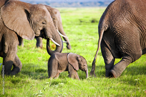 Photo Elephants family on savanna. Safari in Amboseli, Kenya, Africa