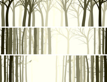 Horizontal Banner With Many Tree Trunks.