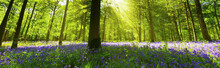 Panoramic Bluebell Wood