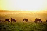 Fototapeta Big Ben - Cattle at sunset