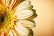 yellow gerbera flower 