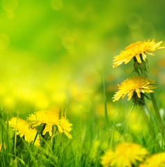 Fotomurales - Beautiful spring flowers background