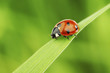 Leinwandbild Motiv ladybug on grass