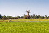 Fototapeta  - Baobab and rice field