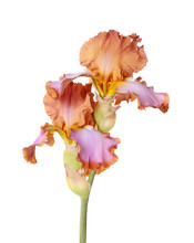 Stem With Two Multicolored Iris Flowers Isolated
