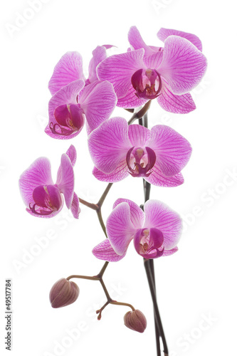 Foto-Duschvorhang nach Maß - Orchidee (von TeamDF)