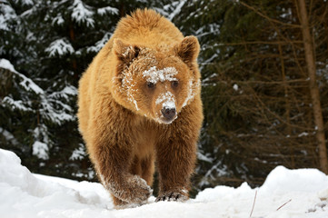 Wall Mural - brown bear