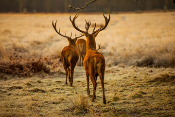 Wall Mural - Red deer