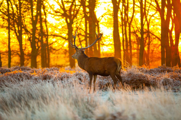 Fototapete - Red deer