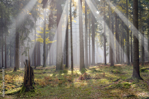 Naklejka na drzwi Morning sun beams in the forest