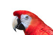 scarlet macaw isolated on a white background.