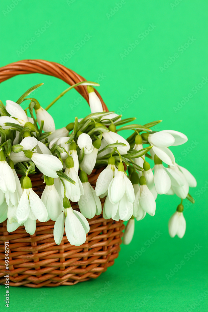 Spring snowdrop flowers in wicker basket, on color background