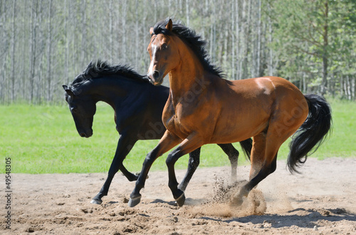 Naklejka na szybę Dwa piękne konie biegnące w galopie po błocie