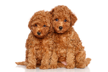 Naklejka na meble Poodle puppies