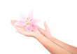 Women's arm holding pink lily flower