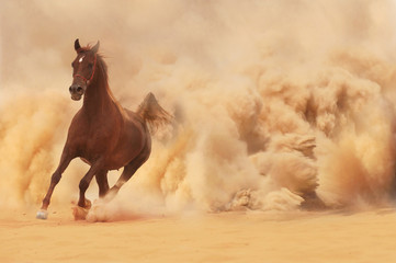  Koń arabski ucieka z Pustynnej Burzy