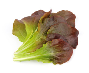 Sticker - Red gourmet lettuce