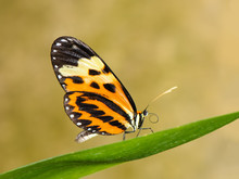 Tropical Butterfly On Leaf