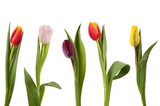 Fototapeta Tulipany - Tulpenreihe