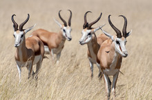 A Group Of Springboks In The Etosha National Park In Namibia