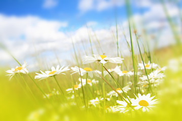 Sticker - Beautifufl spring meadow background