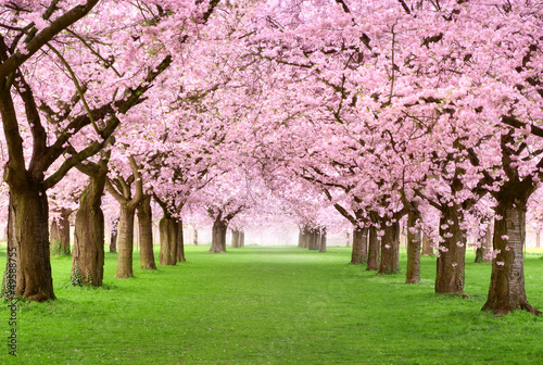 Fototapeta dla dzieci Gartenanlage in voller Blütenpracht