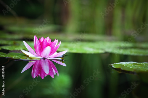 Pink waterlily