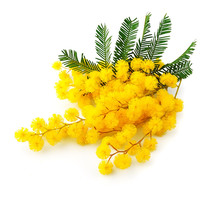 Twig Of Mimosa Flowers