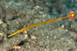 Yellow banded pipefish