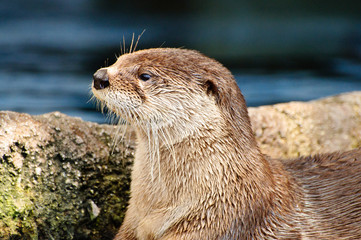 Otter looking to the left