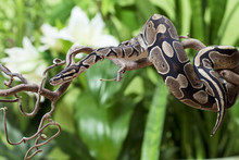 Royal Python Snake Rested On Branch