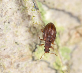 Wall Mural - Stephostethus lardarius, a Scavenger beetle, on wood