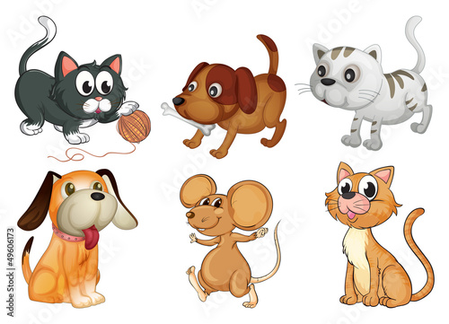 Plakat na zamówienie Six different animals with four legs
