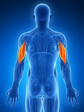 3d rendered illustration - triceps