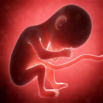 3d rendered illustration - human fetus month 6