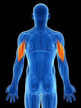3d rendered illustration - triceps