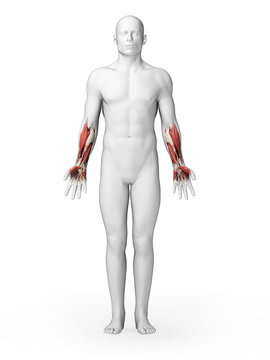 3d rendered illustration - lower arm muscles