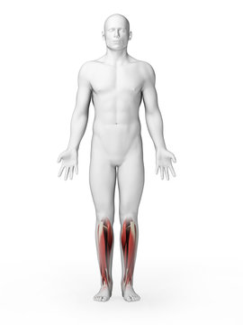 3d rendered illustration - lower leg muscles