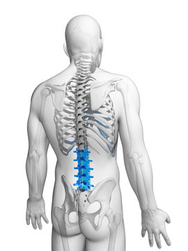 3d rendered illustration - lumbar spine