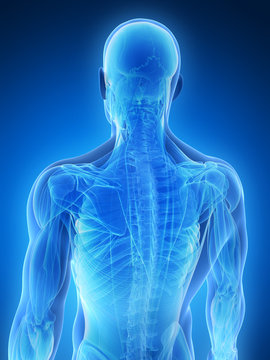 3d rendered illustration - male muscles