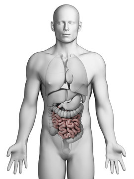 3d rendered illustration - small intestine