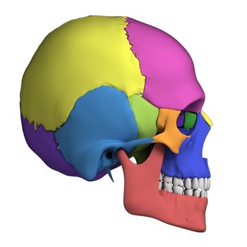 3d rendered illustration - human skull anatomy
