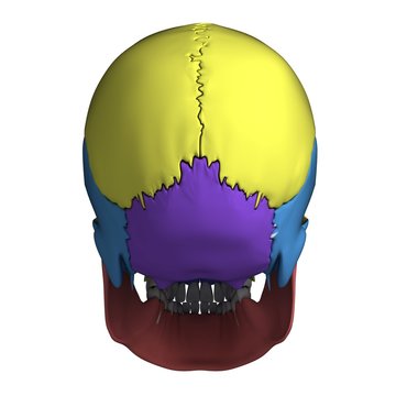 3d rendered illustration - human skull anatomy