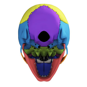 3d rendered illustration - human skull anatomy