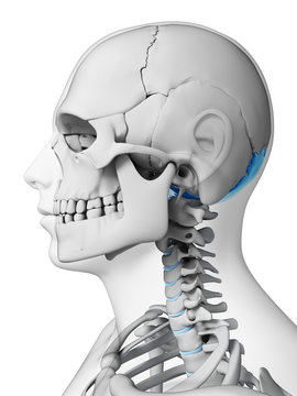 3d rendered illustration - occipital bone