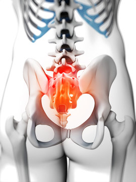 3d rendered illustration - sacrum