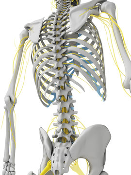 3d rendered illustration - nerves and skeleton