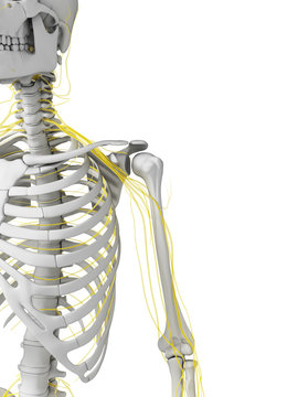 3d rendered illustration - nerves and skeleton