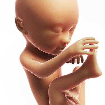 3d rendered illustration - human fetus month 7