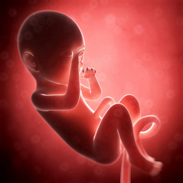 3d rendered illustration - human fetus month 8